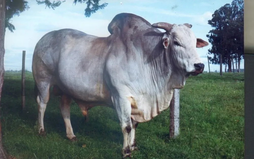 Los principales rubros del agro brasileño serán financiados con créditos subsidiados