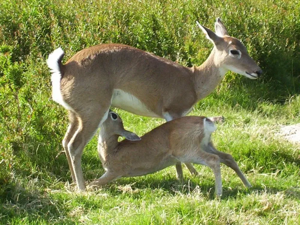 Una mamá y su bebé en la Estación de Cría y Fauna Autóctona Cerro Pan de Azúcar