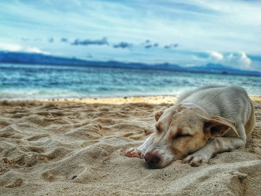 La hidratación es clave para evitar golpes de calor en perros durante el verano. &nbsp;
