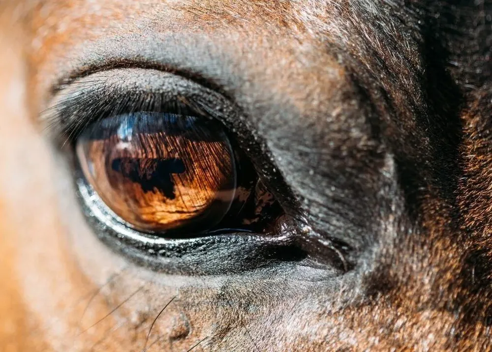 Zambrano & Cía ofertará yeguarizos de varios vendedores.