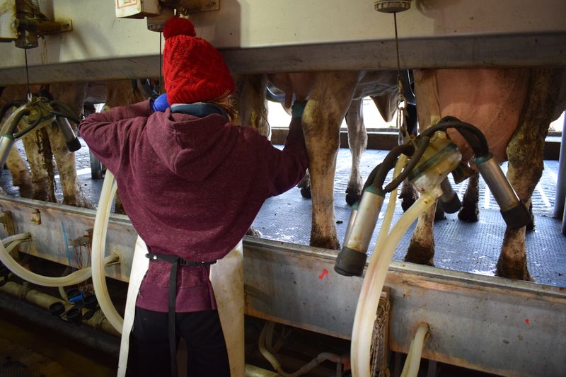 Los tambos no paran de remitir cada vez más leche a las industrias