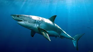 Los tiburones blancos son una especie amenazada de extinción en el mundo