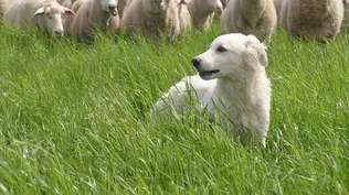 Un ejemplar de la raza Maremma protege una majada.