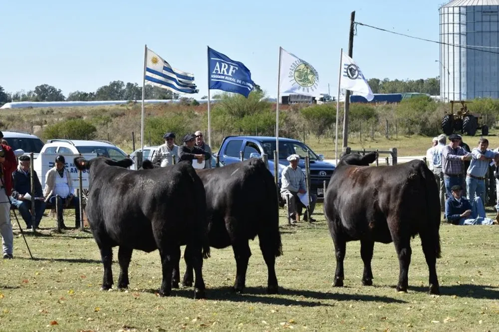 Lote Campeón PI en la exposición de hembras Angus en Florida