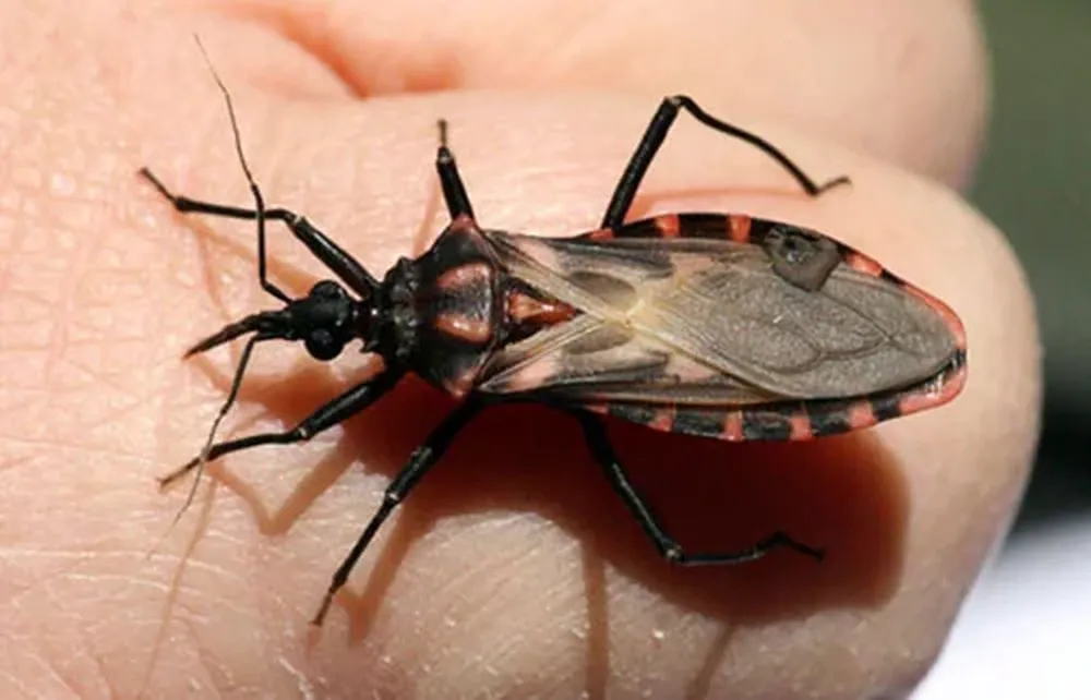 La vinchuca propaga el Mal de Chagas