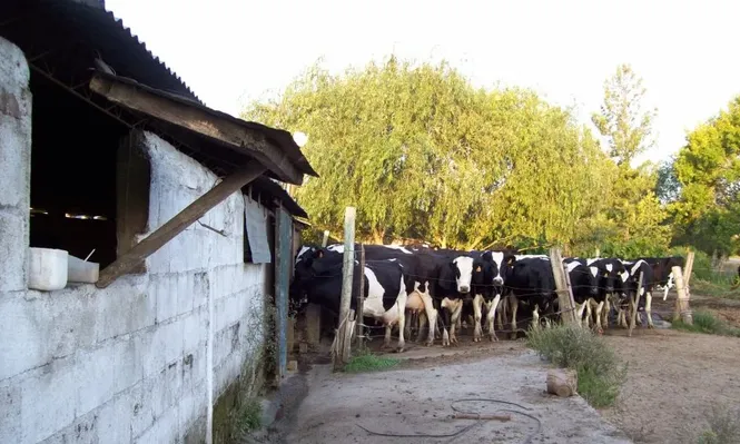 Lechería familiar, escala productiva clave en el sector lechero de Uruguay.