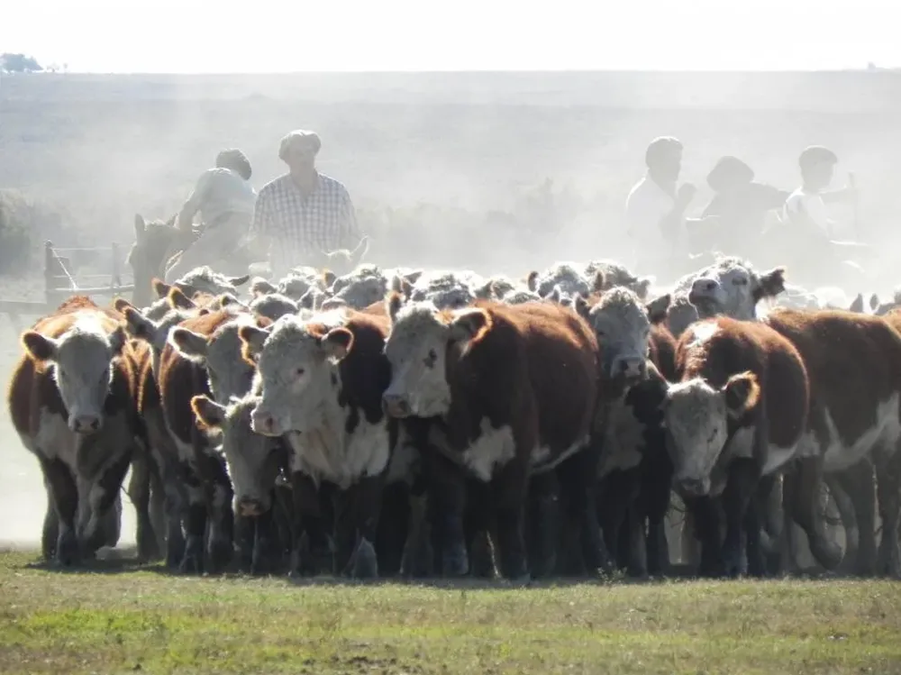 Productores de Artigas reclamaron la instauración de un cuarentenario en el norte del país.