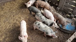 Productores de cerdos, corderos, aves y conejos están comprendidos en la regulación.