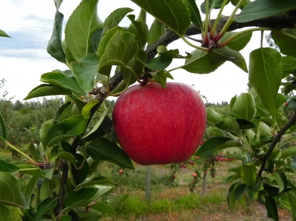 Se espera una cosecha de manzana caracterizada por un elevado volumen.