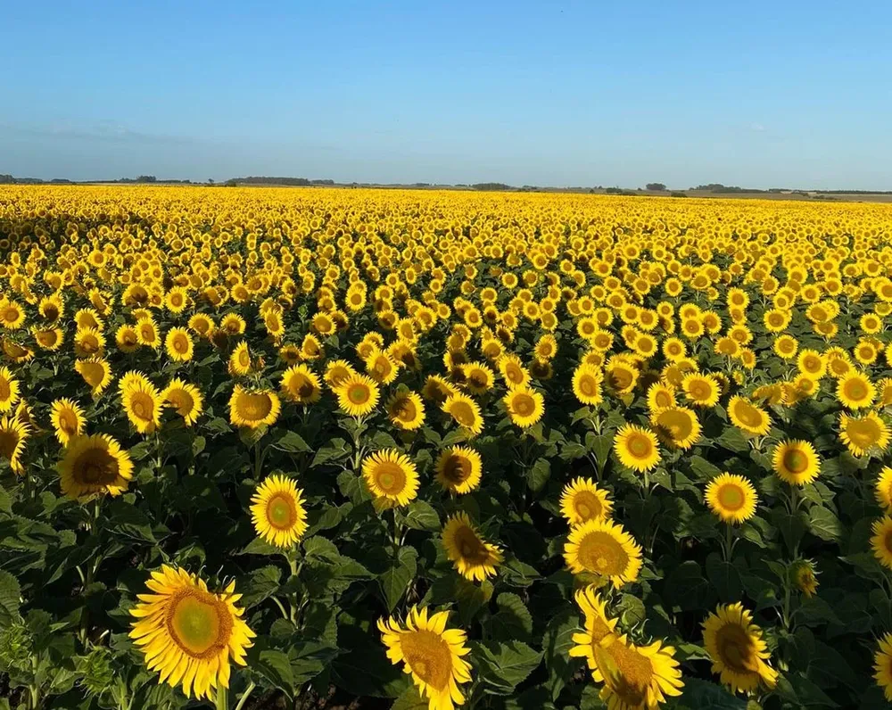 Este año se sembraron entre 5.000 y 7.000 hectáreas de girasol en Río Negro, Soriano, Paysandú y Colonia.