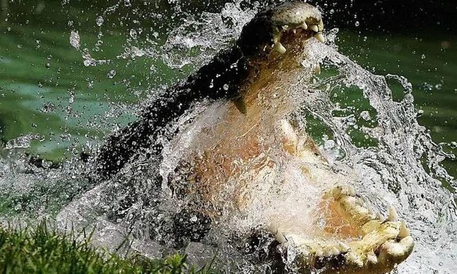 Los cocodrilos de agua salada fueron cazados casi hasta su extinción en el Territorio del Norte de Australia. Ahora están prosperando.