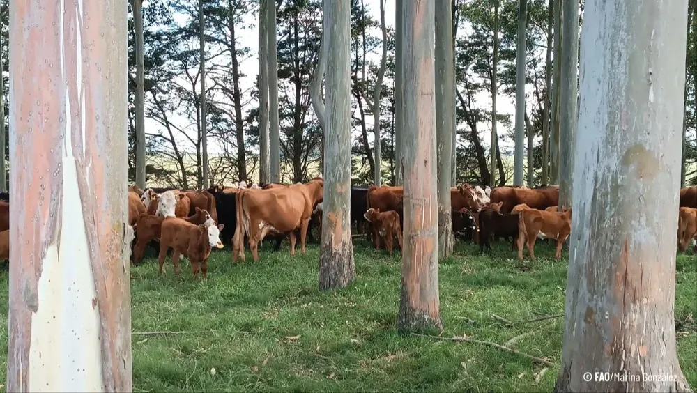 Ganadería y forestación, una sinergia conveniente para el medioambiente.