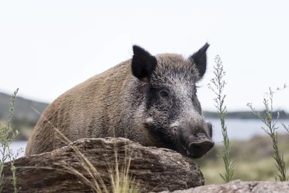 El jabalí europeo es considerado una especie exótica invasora de gran impacto