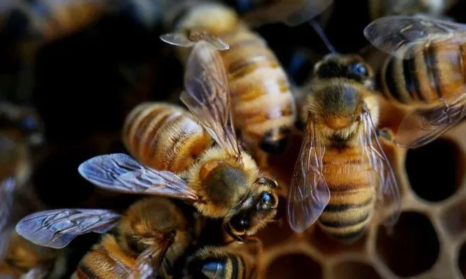 Las abejas expuestas a múltiples productos químicos usados en la agricultura enfrentan riesgos mucho mayores de lo que se pensaba.
