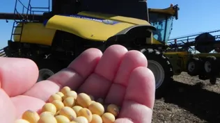 Agricultura lideró aporte al PIB en 2013 y desplazó a la ganadería