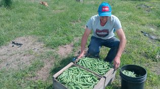Productores de arvejas: no hay muchos en Uruguay y uno de los que más mercadería fresca aporta al mercado es Eduardo Tenca.