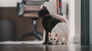 Magia negra y sacrificios de animales en Uruguay: qué hay detrás de los rituales que se multiplican en octubre y qué cuidados hay que tener con gatos y perros