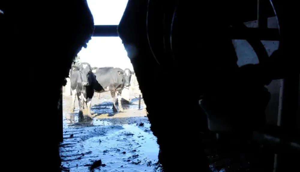 Los efluentes de los tambos pueden ser un insumo