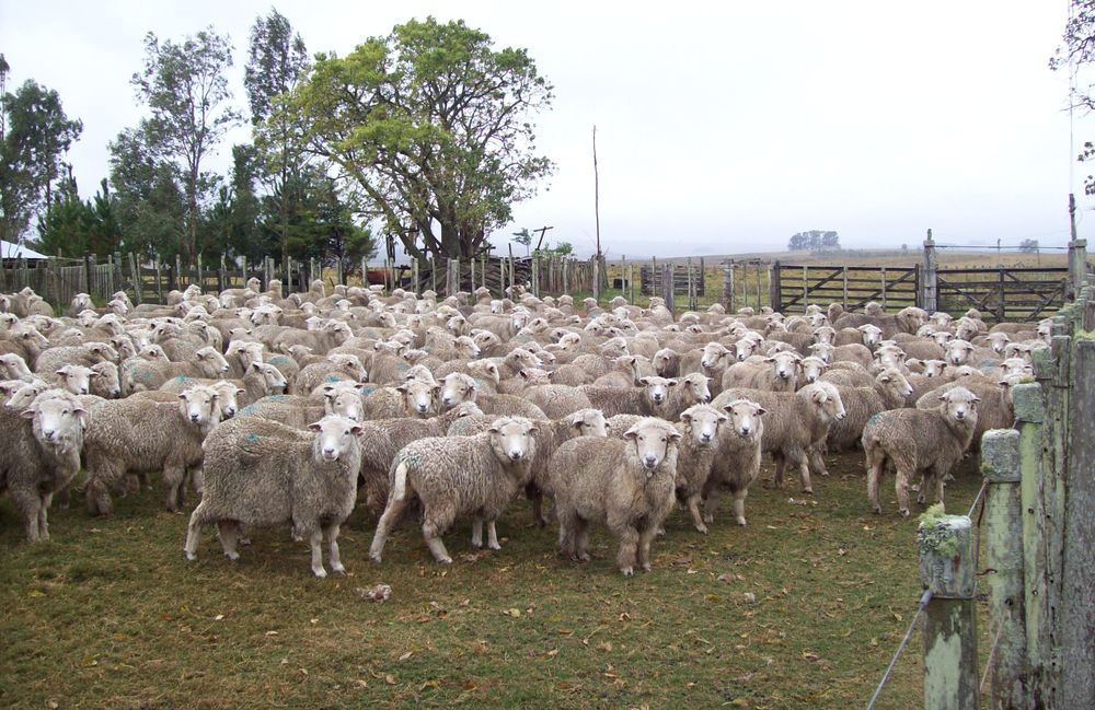 Rubro ovino; majada de la raza Merilín.
