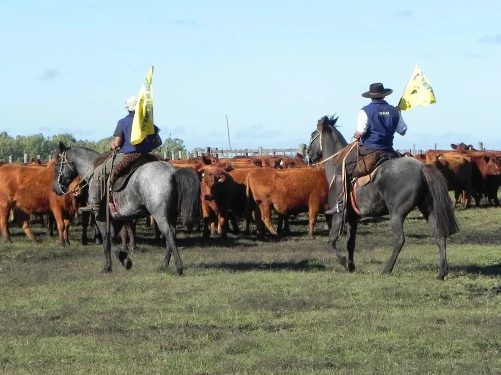 El trabajo con banderas para manejar un lote, entre otras recomendaciones para el bienestar animal