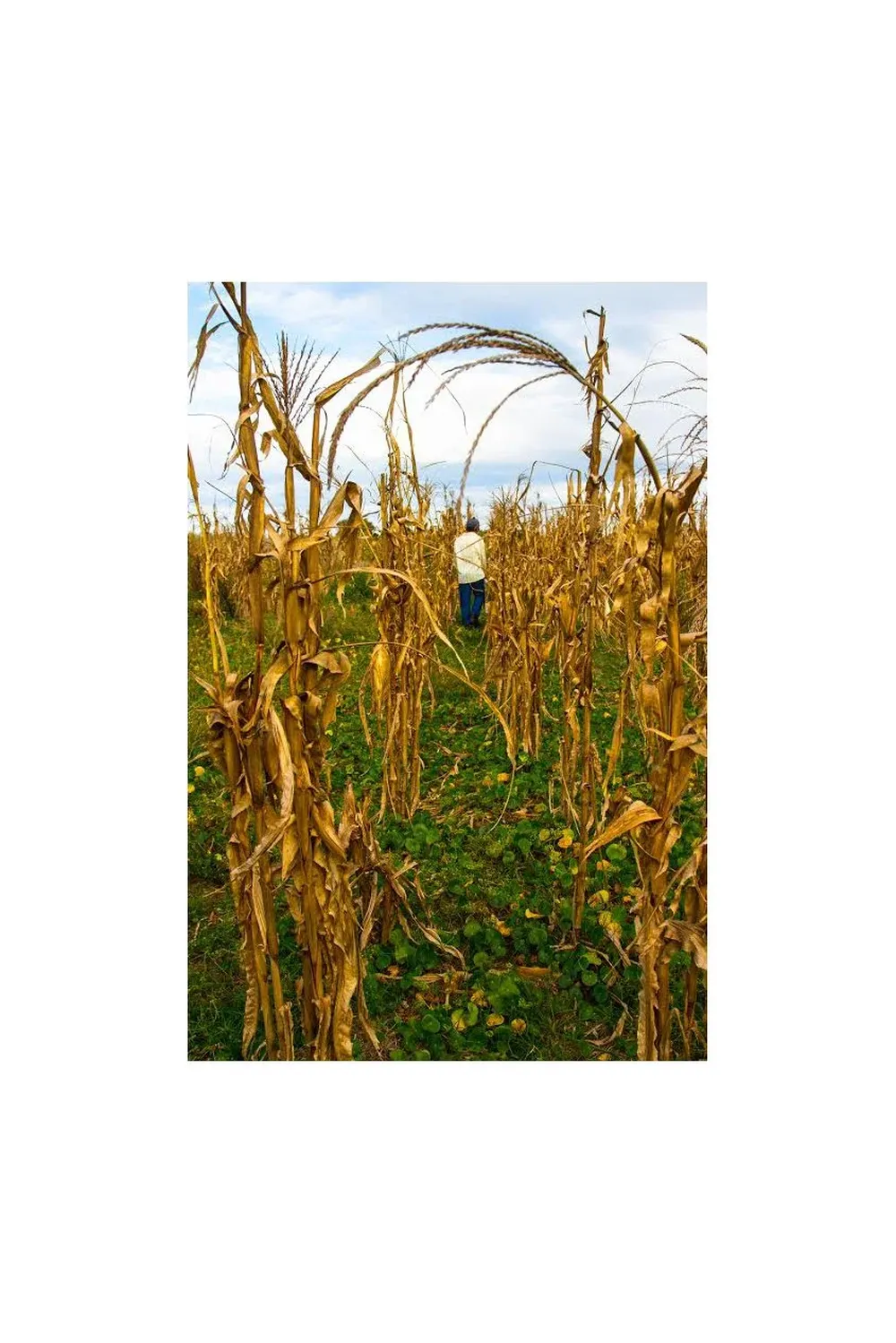 Los Guaraní Mbyá. Foto: Vherá Poty y Danilo Christidis (BR)