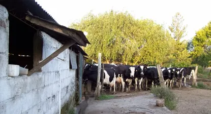 Lechería familiar, escala productiva clave en el sector lechero de Uruguay.
