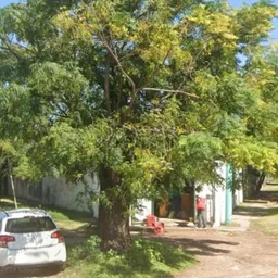 Rosario: un hombre se acercó a un árbol para orinar y murió tras haber sido picado por más de 150 abejas