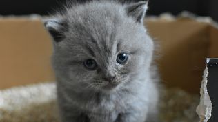 Orinar fuera del arenero puede ser una señal de que algo no va bien con tu gato.