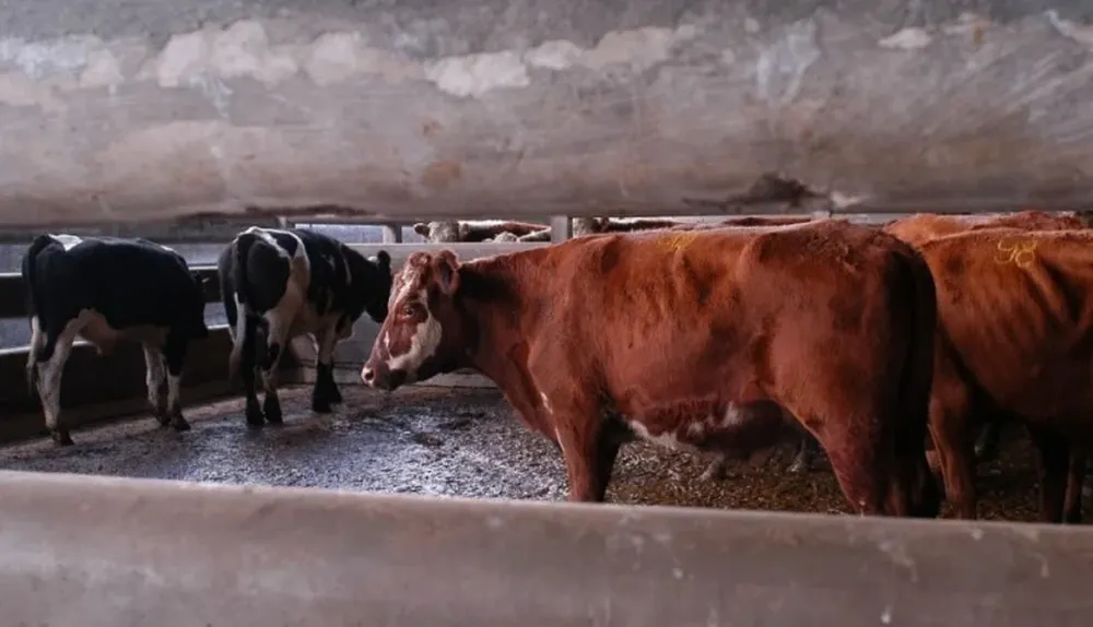 Vacunos: otro año con faena a la baja.