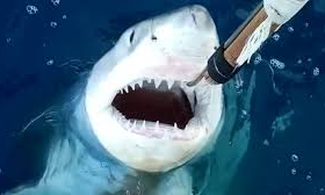 La aparición de un tiburón blanco en las costas de Alicante confirma que viven en las costas de España