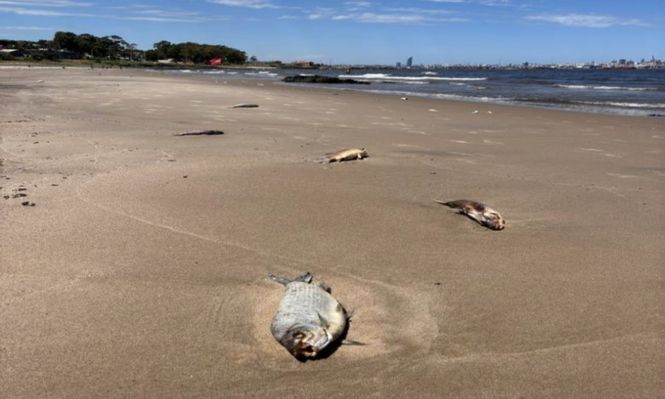 Playas de Montevideo: peces muertos y un pedido desde el MGAP a la población.