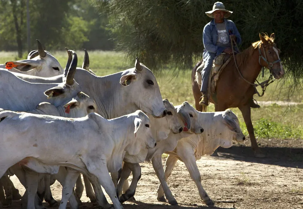 Acosados por los impuestos, los productores buscan mejores opciones para la ganadería fuera del país