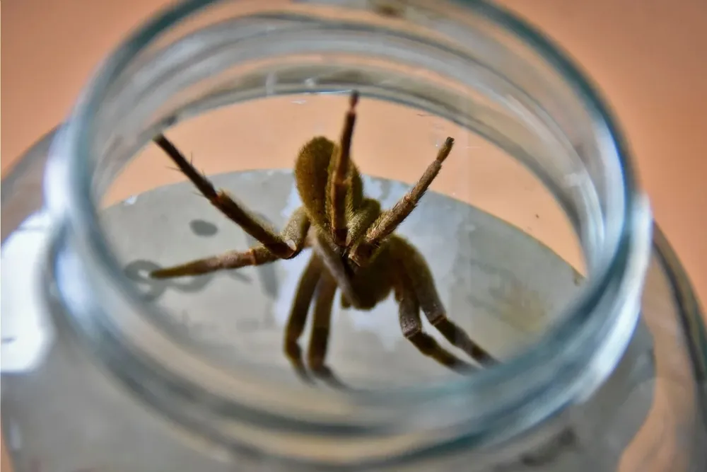 La araña del banano