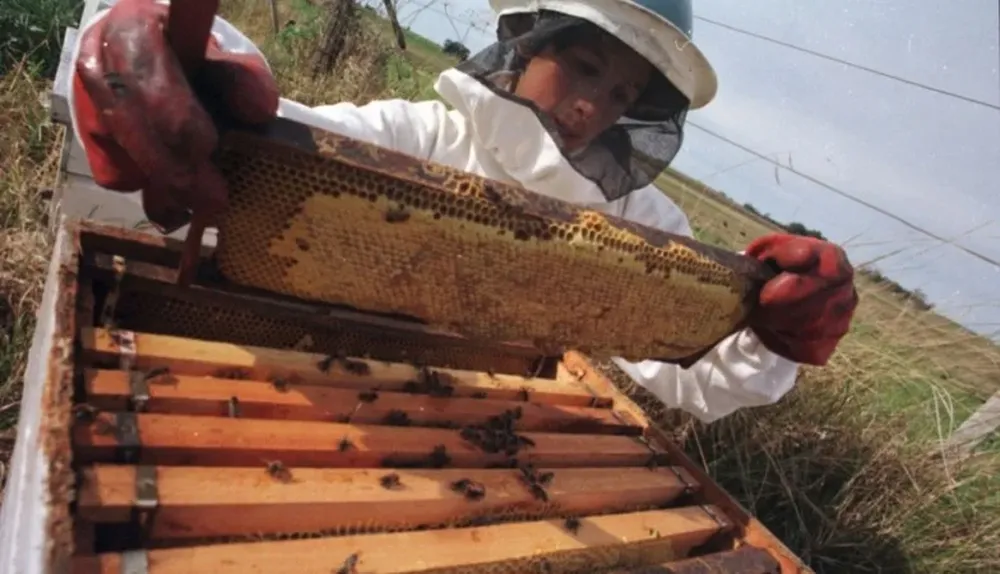 Los productores tendrán una nueva posibilidad comercial para colocar la miel.