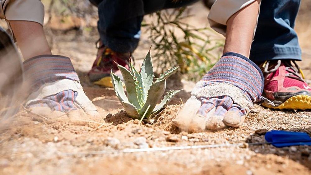 Gracias a los esfuerzos de conservación, las comunidades agrícolas están permitiendo que más plantas de agave maduren y florezcan.