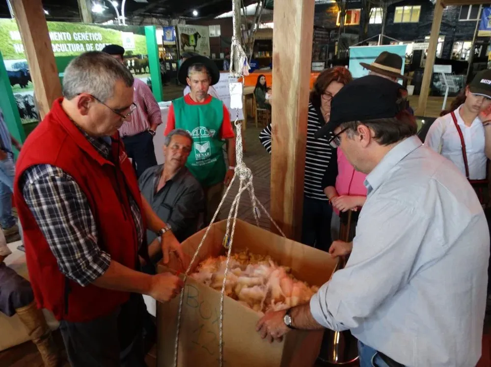José Luis Trifoglio y Djalma Puppo pesan uno de los vellones en el concurso lanar del Corriedale.