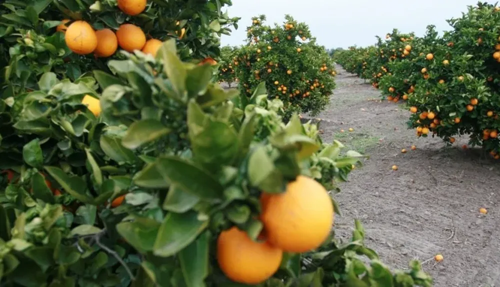 La naranja es la principal fruta cítrica de Uruguay