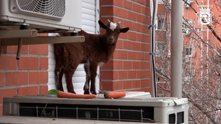 Los bomberos rescataron a una cabra atrapada en la ventana de un quinto piso en Madrid, en el barrio de Villaverde.&nbsp;