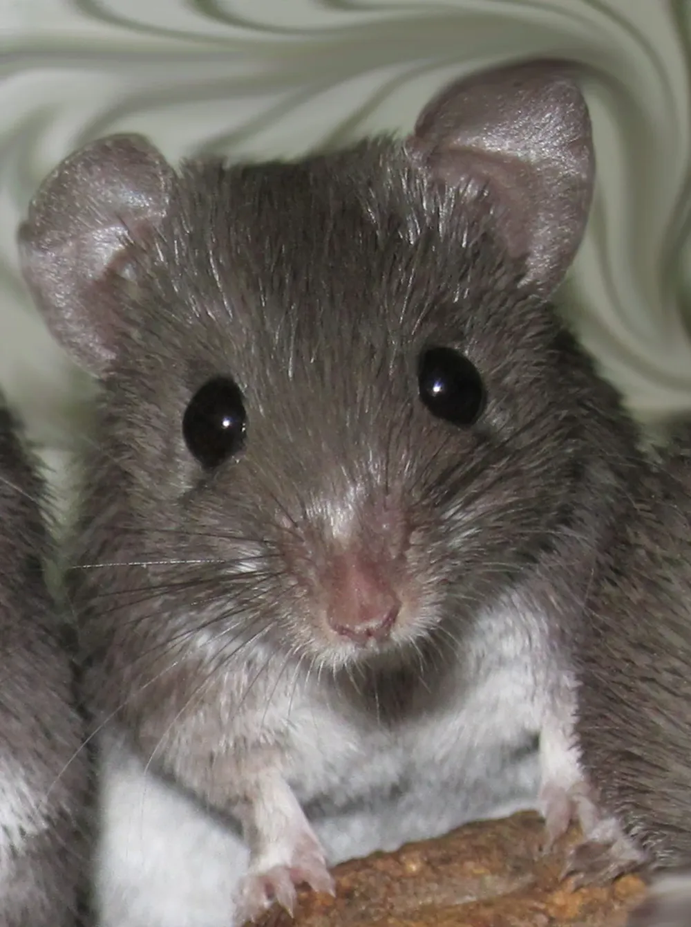 El ratón africano puede regenerar los tejidos dañados por una herida, lo que podría inspirar nuevas investigaciones en la medicina regenerativa