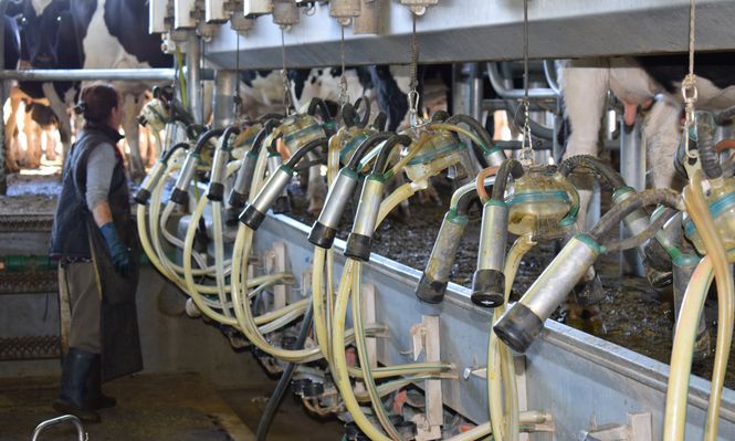 Leche: sistema productivo de la cabaña y tambo El Chivo, en San José.