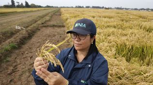 Arroz innovador: Karla Cordero, ingeniera agrónoma con maestría en ciencias de mejoramiento genético del programa de arroz del INIA chileno, visita cultivos en San Carlos, región de Ñuble.