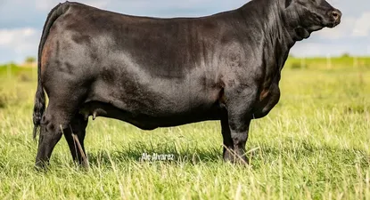 Monserrat, la vaquillona que Zambrano & Cía vendió en la Expo Durazno 2022.