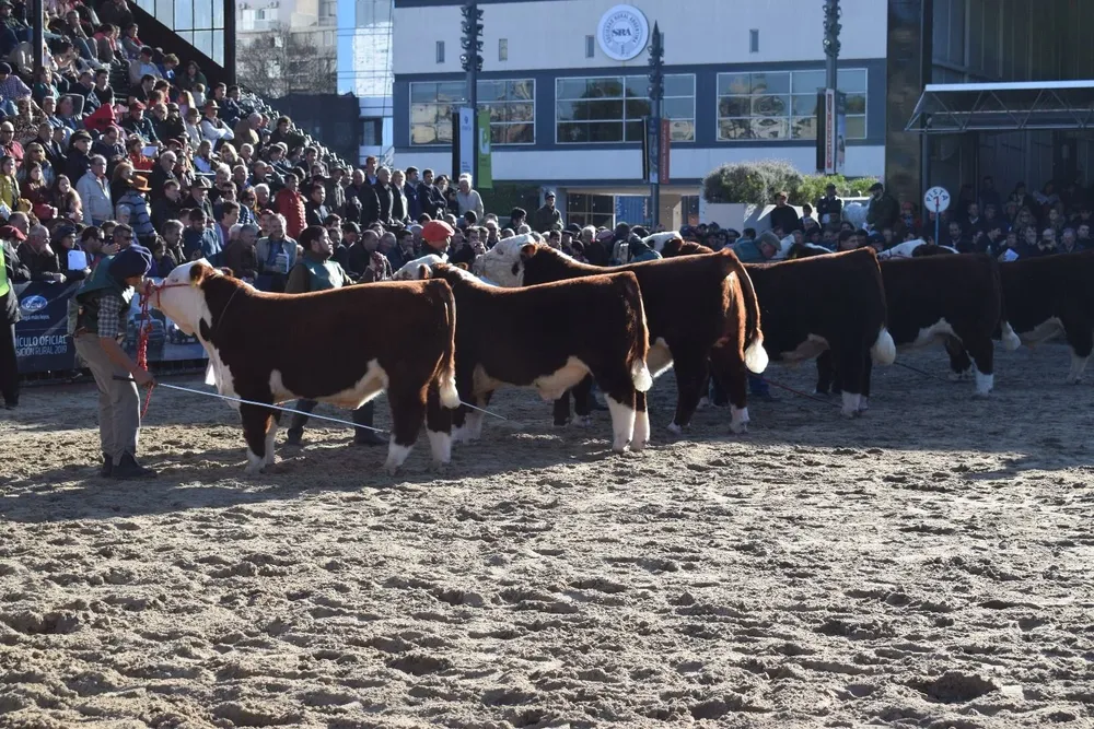 Polled Hereford jurados por Eldon Krebs.