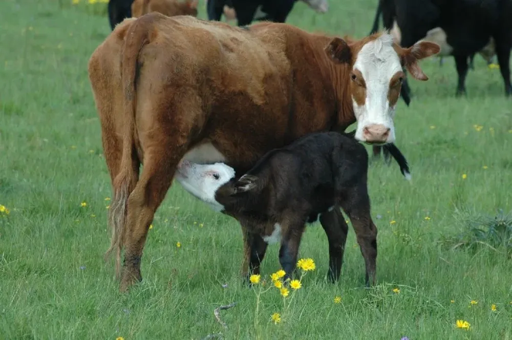 Los valores de las categorías de cría están muy firmes.