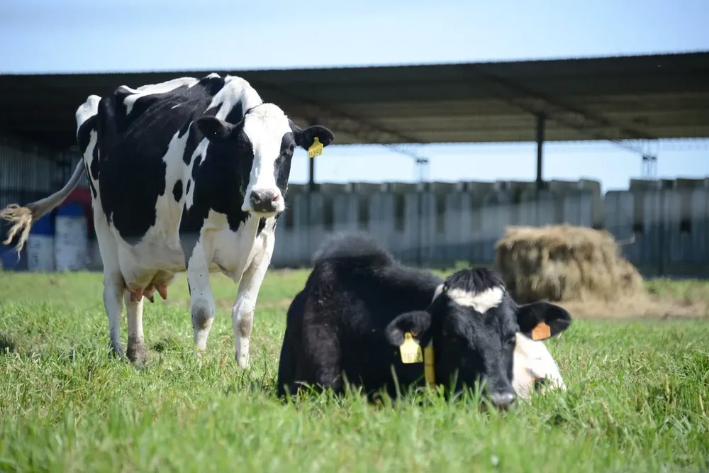 En el departamento donde se produce más leche hay 89.213 vacas lecheras.
