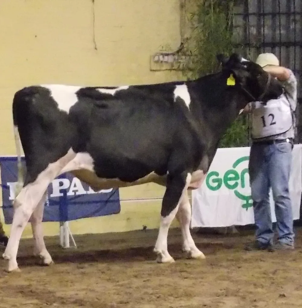 El Gran Gran Campeón Macho Holando expuesto por Sociedad Ganadera San Alberto