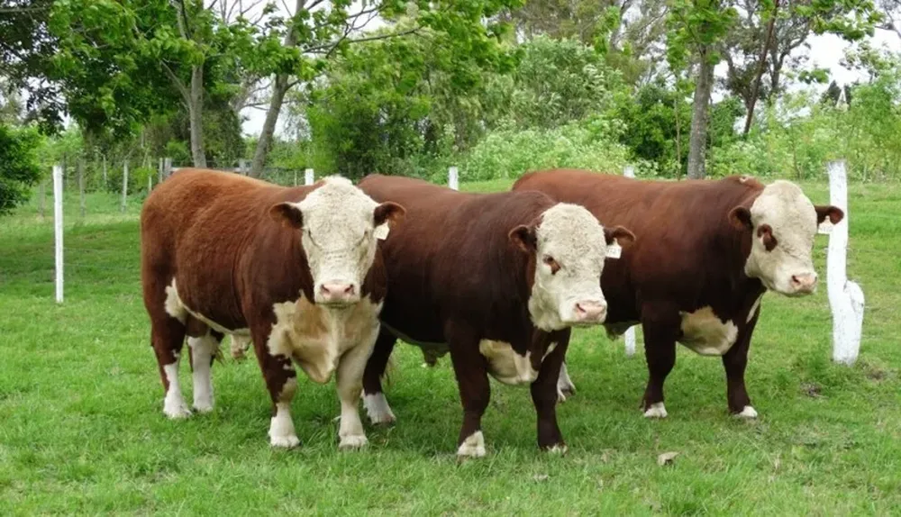 El Lote Campeón Polled Hereford PI de Ñu Porá