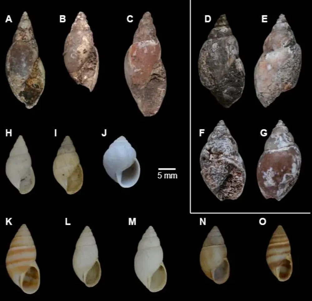 Científicos uruguayos descubrieron nueva especie de Bulimulus del Cretácico Tardío de Uruguay