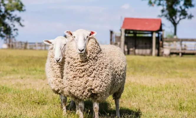 Precios de la lana y de la carne ovina en un momento positivo con relación a los de los últimos tiempos.