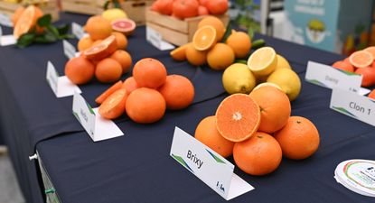 Mes del Citrus en Géant Roosevelt promueve la salud y la educación nutricional